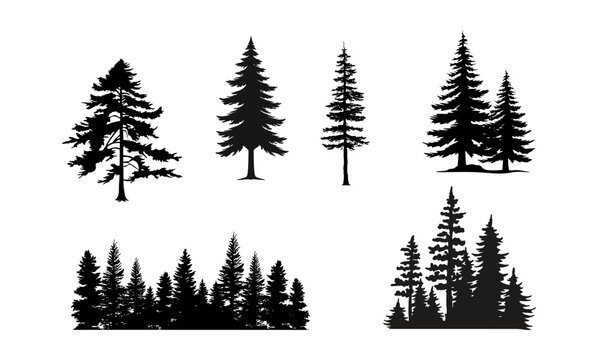 Multiple black silhouettes of evergreen trees and forest clusters are depicted against a stark white background, suggesting a landscape or natural setting.