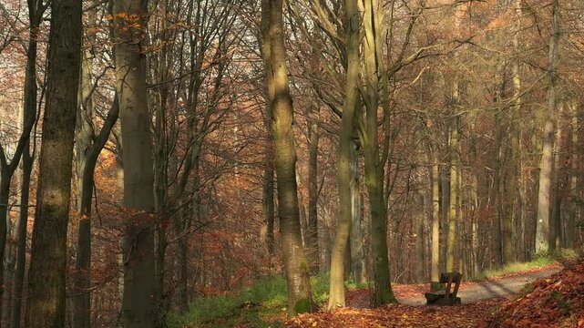 Woodland scenery in autumn with a bench and falling leaves. Panning slow motion nature shot in a sunny forest.