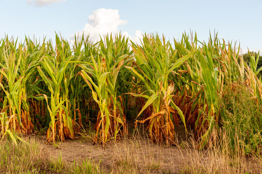 Rows of corn plants growing on agricultural field before harvest
