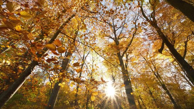 Orange leaves on branches of deciduous beech trees moving in the wind on a sunny autumn day, with the sun in the background