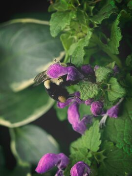 Macro shot of a fuzzy bumblebee collecting nectar from vibrant purple flowers surrounded by lush green foliage