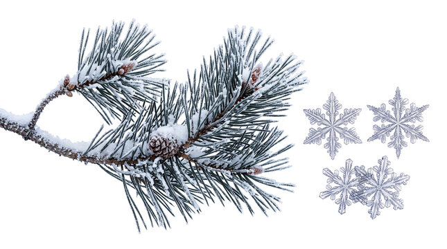 Winter pine branch with snow and crystal snowflakes. Frosted evergreen needles on white background. Christmas nature element for holiday design.
