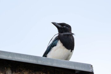 Obraz premium Birds of Germany - Pica pica - Eurasian Magpie Resting on Rooftop Edge