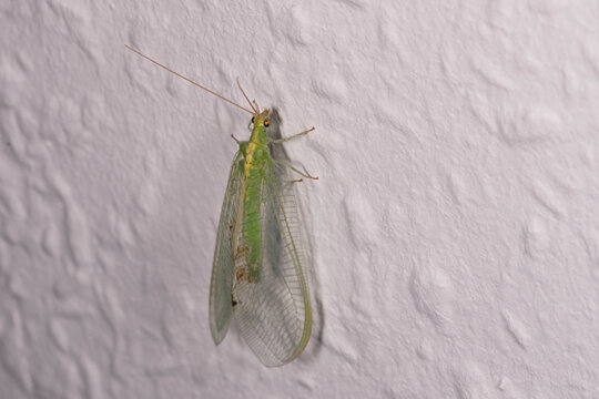 Bio Diversity - Chrysoperla carnea - Green Lacewing Resting on White Wall