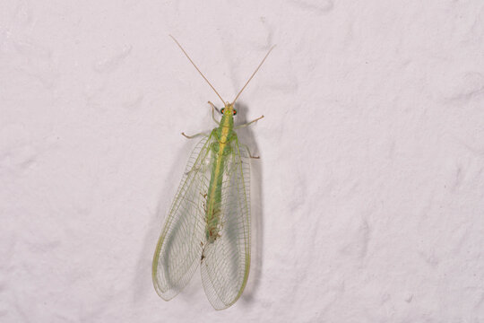 Bio Diversity - Chrysoperla carnea - Green Lacewing Resting on White Wall