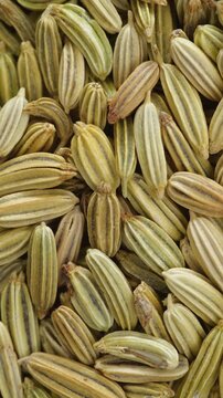 Dried fennel seeds rotate smoothly in macro vertical video. Close-up reveals their ridged texture and pale green to tan colors.