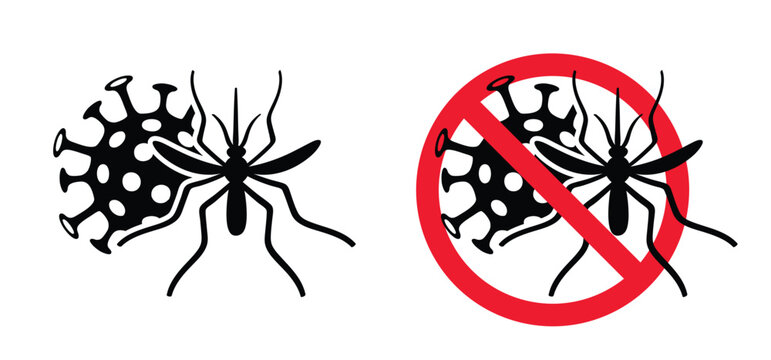 Attention West nile virus, infected mosquito. A mosquito-borne virus from the Flavivirus family, house mosquito Culex pipiens. Humans and other mammals, such as horses, are so-called dead-end hosts.