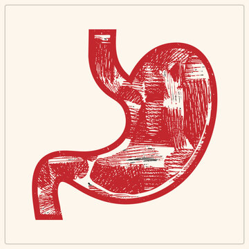 Hand drawn stomach in scratchy strokes, bold crimson ink showing human tummy and gut. Vintage etching style gives a raw medical diagram feel on transparent background.
