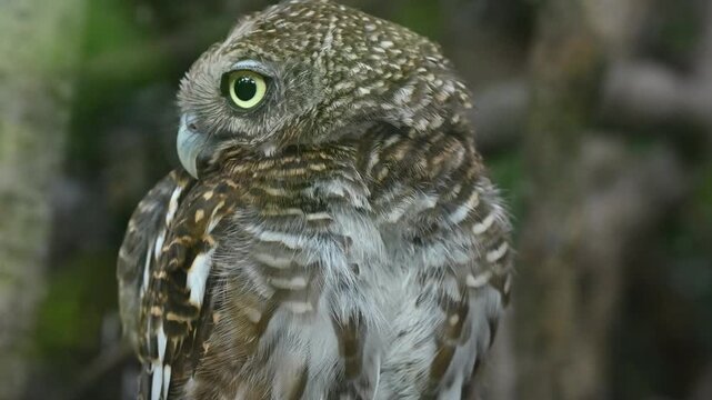 A close-up shot of a pygmy owl looking directly at the camera with large, bright yellow eyes in a natural outdoor environment
