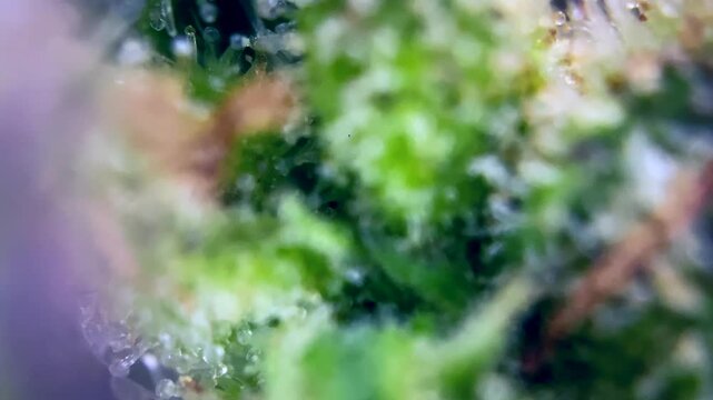 Cannabis trichomes developing active cannabinoids Majestic view microscope. 