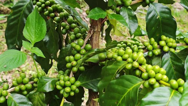 Close-up of unripe green coffee cherries growing on a branch at a coffee plantation.