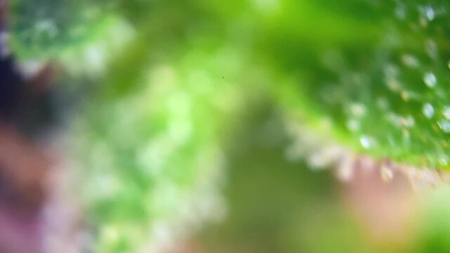 Dramatic medica Cannabis plant showing milky cbd thc trichomes lhemp