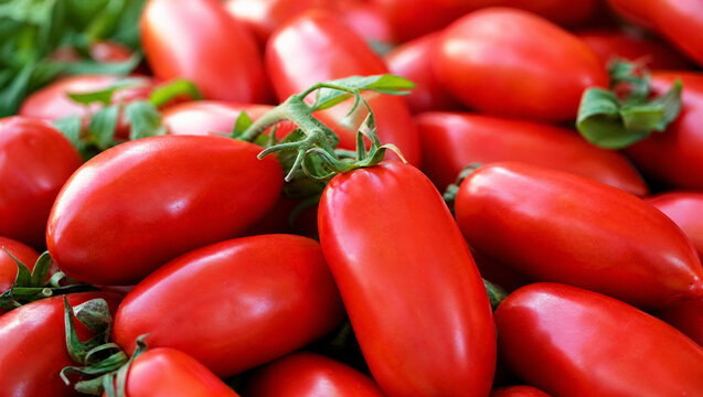 Lindo tomates em uma fotografia profissional e ambiente natural