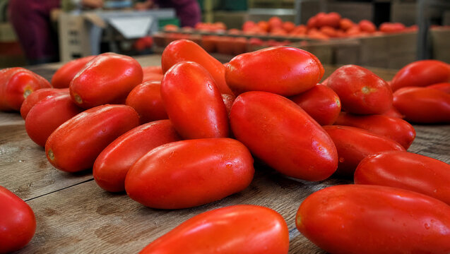 Lindo tomates em uma fotografia profissional e ambiente natural