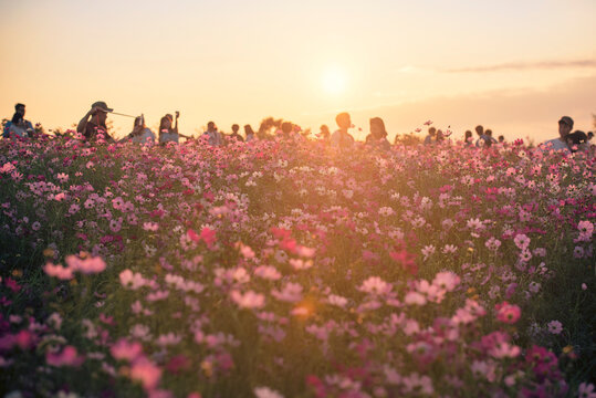 서울 마포구 상암동 하늘공원, 일몰, 코스모스