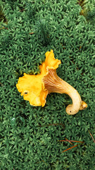 Golden chanterelle mushroom on green moss, premium edible wild fungi, gourmet forest ingredient, natural culinary treasure, autumn foraging scene. © Tatiana