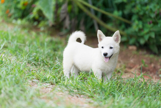 A white Jindo puppy on the lawn