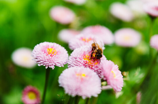 Pink daisy flower, honeybee