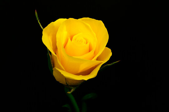 Black background, yellow rose, single flower