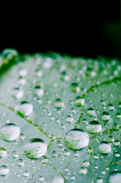 Morning dew drops on a lotus leaf