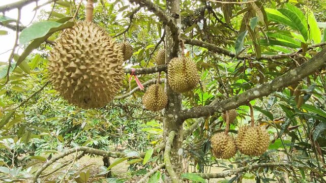 Durian fruit hanging on tree in durian garden.
