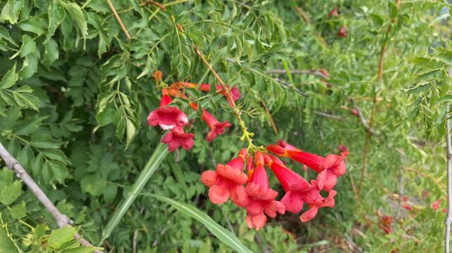 A close‑up of the bright red tubular flowers of the trumpet creeper (Campsis radicans), which have bloomed on a green bush in a summer garden.