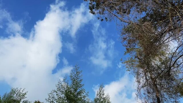 Blue sky and clouds on a bright day, with trees swaying in the wind.