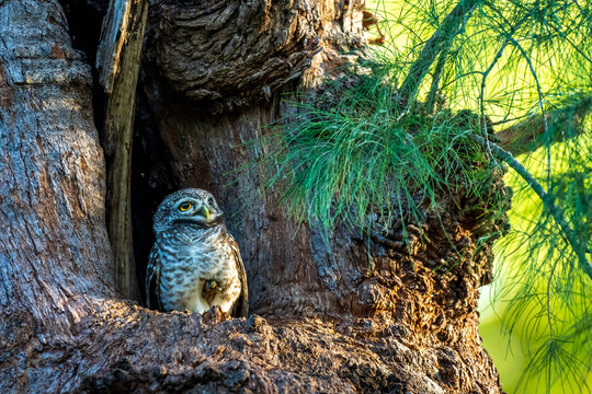 Spotted Owlet