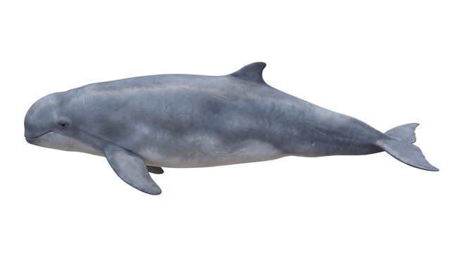 Swimming vaquita isolated on transparent background