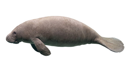 Fototapeta premium Swimming manatee isolated on transparent background