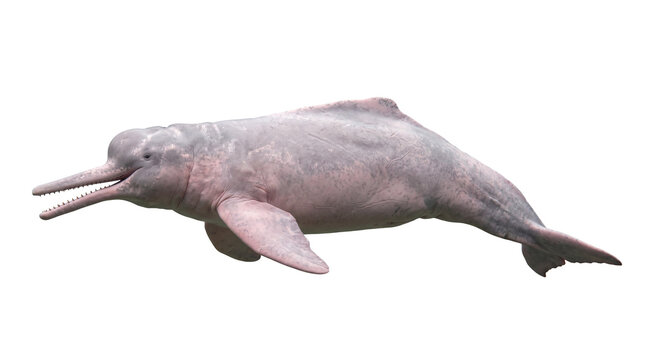 Amazon river dolphin marine mammal isolated on transparent background
