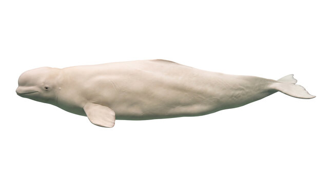 Swimming beluga whale isolated on transparent background