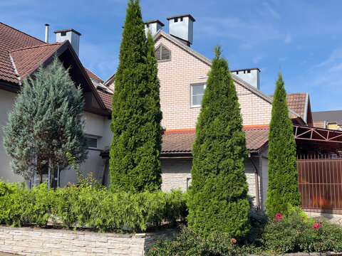 Emerald Green arborvitae or Thuja occidentalis Smaragd