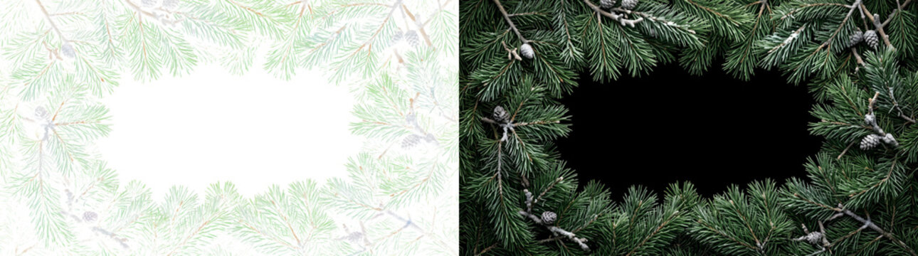 Pine branch frame surrounding empty space with green needles pinecones and light snow for holiday design in PNG, Transparent and Black Background Versions for invitations