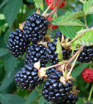 Closeup of juicy blackberries ready to be picked