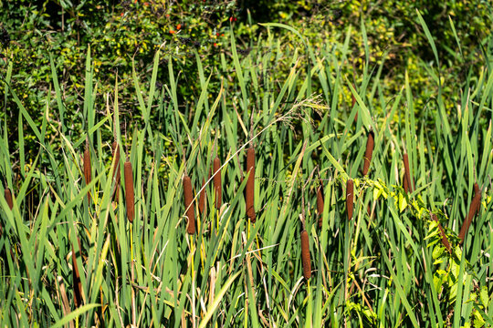 Brown seed heads of broadleaf cattail (Typha latifolia) growing in a wetland area