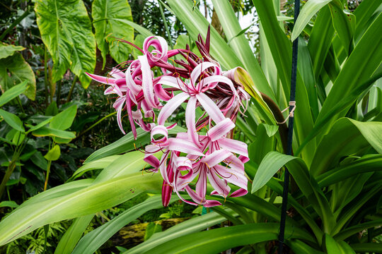 Close up of pink and white striped flowers of giant spider lily (Crinum amabile) blooming in a tropical greenhouse