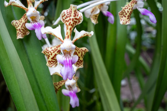 Close up of exotic spotted vanda orchid (Vanda tricolor) blooming in a tropical greenhouse