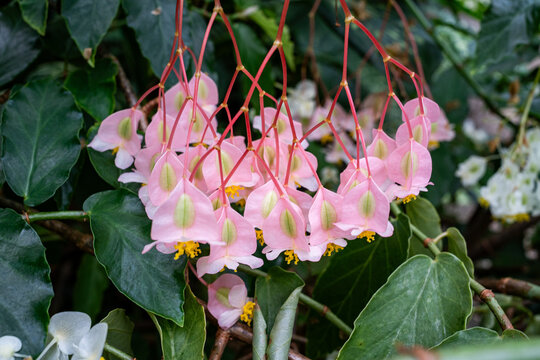 Close up of pink begonia flowers (Begonia) hanging on red stems in a tropical greenhouse