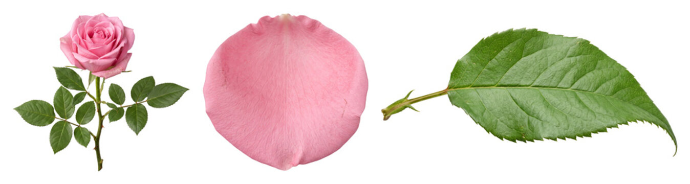 Pink rose collection with flower petal and leaf