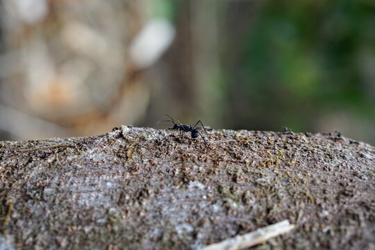 Macro photography of a small black ant crawling on a rough textured wooden surface.