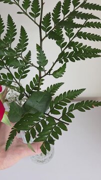 planta rosa vermelha em vaso decorativo em casa 