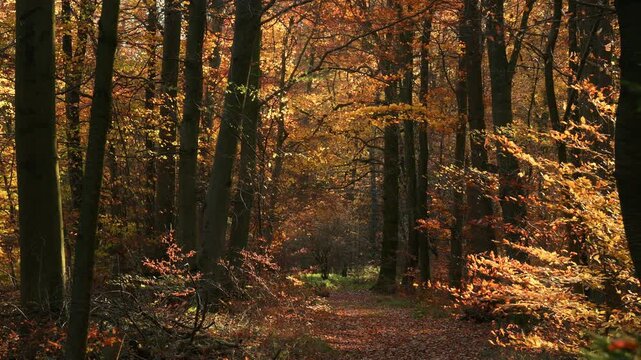 Deciduous trees with orange foliage in a sunlit forest in autumn. Panning nature shot on a woodland path in fall season.