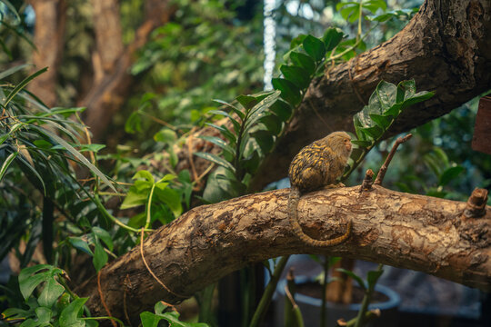 small pygmy marmoset monkey sitting on tree branch surrounded by green tropical plants in natural habitat