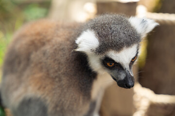 close up of ring tailed lemur with detailed fur and intense amber eyes natural habitat © Vytenis