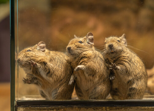 three degu rodents standing and exploring behind glass enclosure with warm brown background