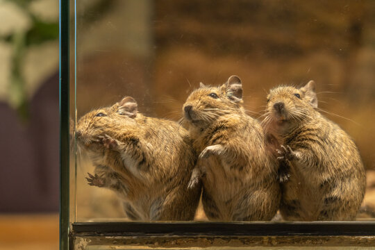 three degus small rodents sitting inside a glass terrarium close up view of their fur and whiskers
