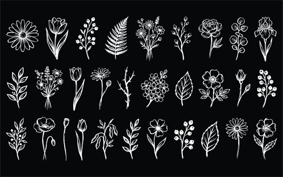 White chalkboard line art botanical set of field flowers and leafy branches.