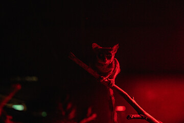 Obraz premium Nocturnal lemur perched on tree branch illuminated by red light in dark environment