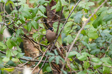 Obraz premium Adult female bullfinch in hedgerow foliage